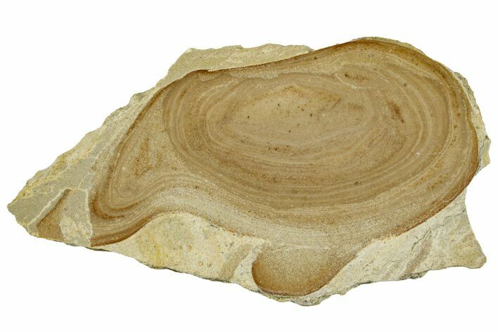 Polished Devonian Domal Stromatolite Slab - Russia #365086